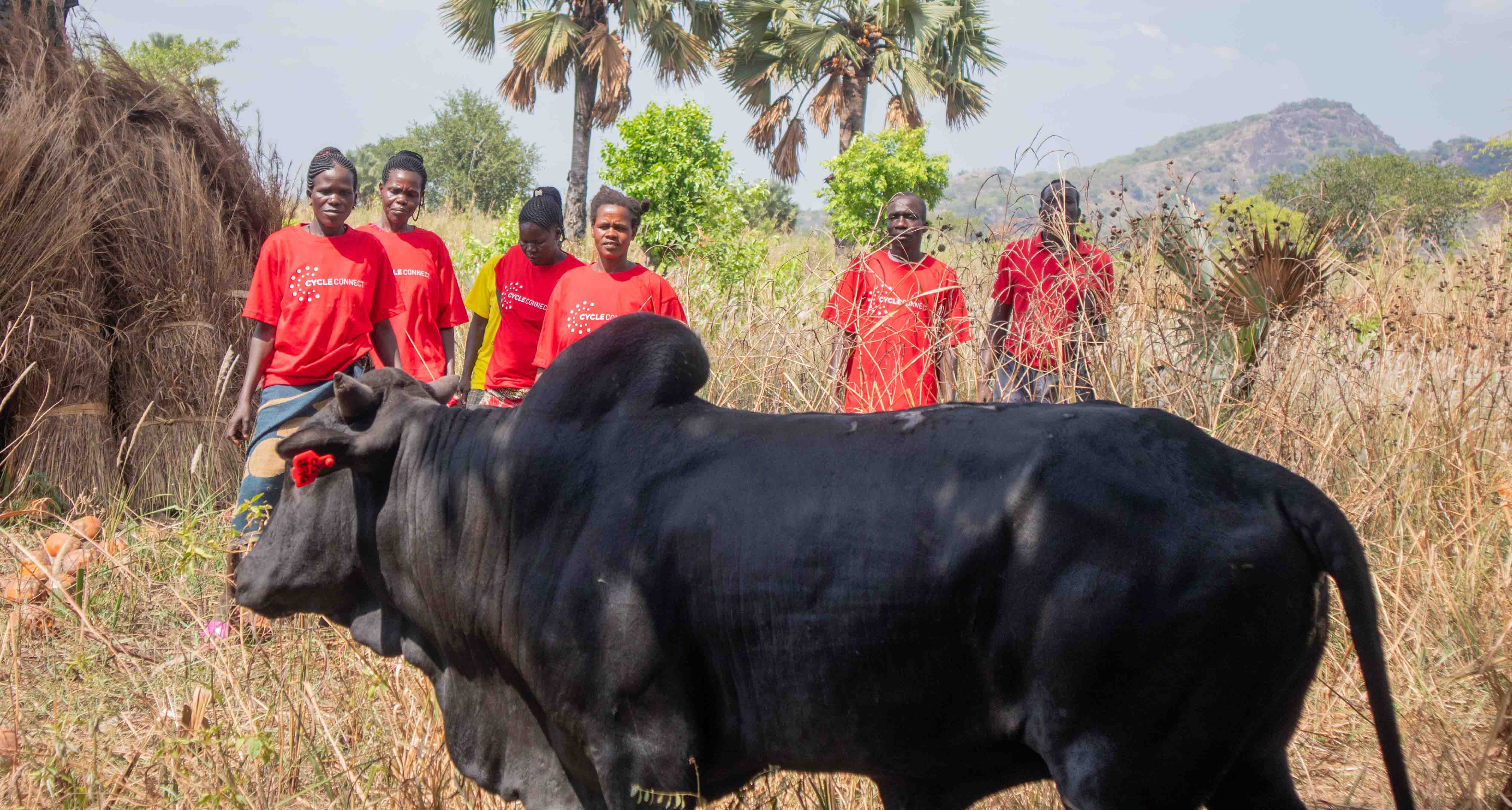 Rubanga Mamiyo Saving Group with oxen