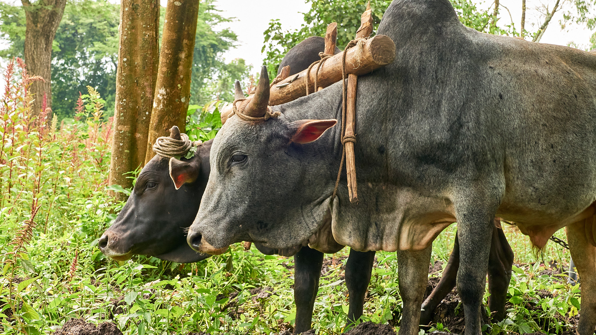 Oxen and Plough